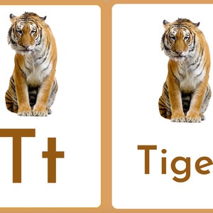 Montessori Animal Alphabet Flash Cards