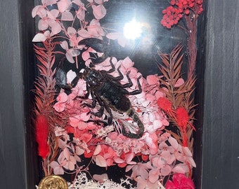 Insect shadowboxes