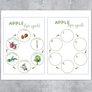May include: Two educational posters with the text "APPLE life cycle". One poster illustrates the apple life cycle with watercolor illustrations of seeds, sapling, adult tree, flowers, fruit growth, and apple fruit. The other poster has numbered circles.