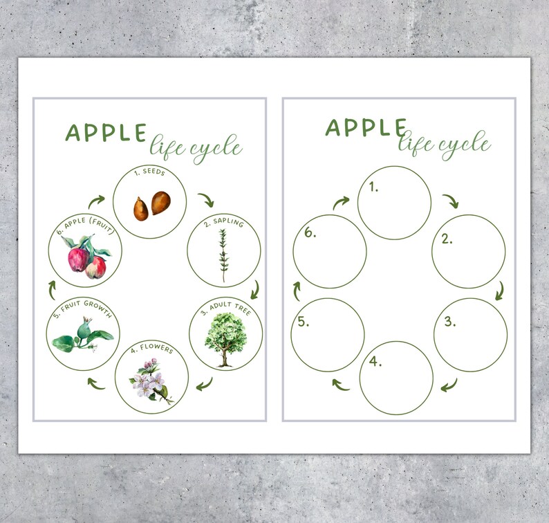 May include: Two educational posters with the text "APPLE life cycle". One poster illustrates the apple life cycle with watercolor illustrations of seeds, sapling, adult tree, flowers, fruit growth, and apple fruit. The other poster has numbered circles.