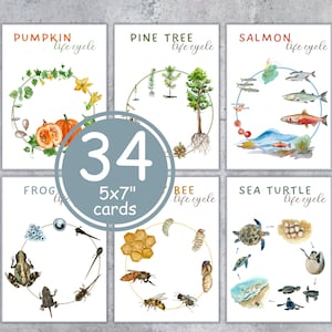 May include: Set of 34 educational 5x7 inch cards illustrating life cycles of a pumpkin, pine tree, salmon, frog, bee, and sea turtle. Each card features watercolor illustrations and text labels, perfect for learning about nature.