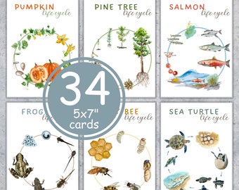 Life Cycle printable 5x7" flashcards. Montessori,  Instant Download