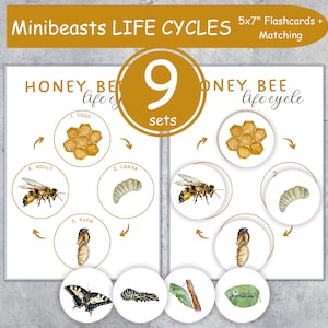 Könnte beinhalten: Lehrreiche Lernkarten mit dem Titel "Minibeasts LIFE CYCLES" mit Illustrationen des Lebenszyklus der Honigbiene. Das Set enthält 9 Sätze von 12,7 cm x 17,8 cm großen Karten. Die Karten zeigen Eier, Larven, Puppen und erwachsene Stadien sowie andere Insektenlebenszyklen.