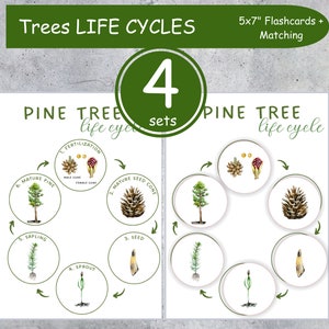 May include: Educational flashcards illustrating the life cycle of a pine tree. The cards, labeled "Trees LIFE CYCLES," show stages from fertilization to mature pine. Includes 4 sets of 5x7 inch flashcards with matching elements.