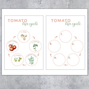 May include: Two educational posters with the text "Tomato life cycle." One poster illustrates the life cycle with watercolor images of seeds, a seedling, a mature plant, flowers, and ripe tomatoes. The other poster has numbered circles for labeling.