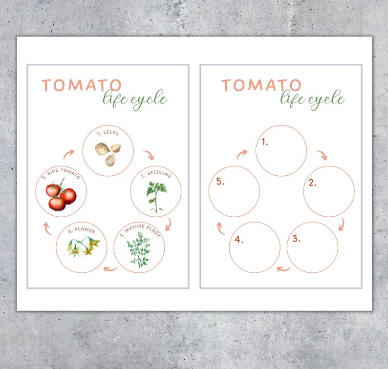May include: Two educational posters with the text "Tomato life cycle." One poster illustrates the life cycle with watercolor images of seeds, a seedling, a mature plant, flowers, and ripe tomatoes. The other poster has numbered circles for labeling.