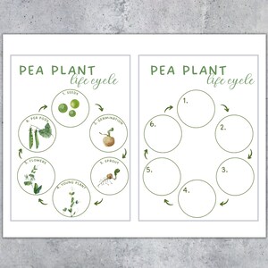 May include: Two white educational posters with the text "PEA PLANT life cycle". One poster illustrates the pea plant life cycle with labeled stages. The other poster has numbered circles for labeling the stages.