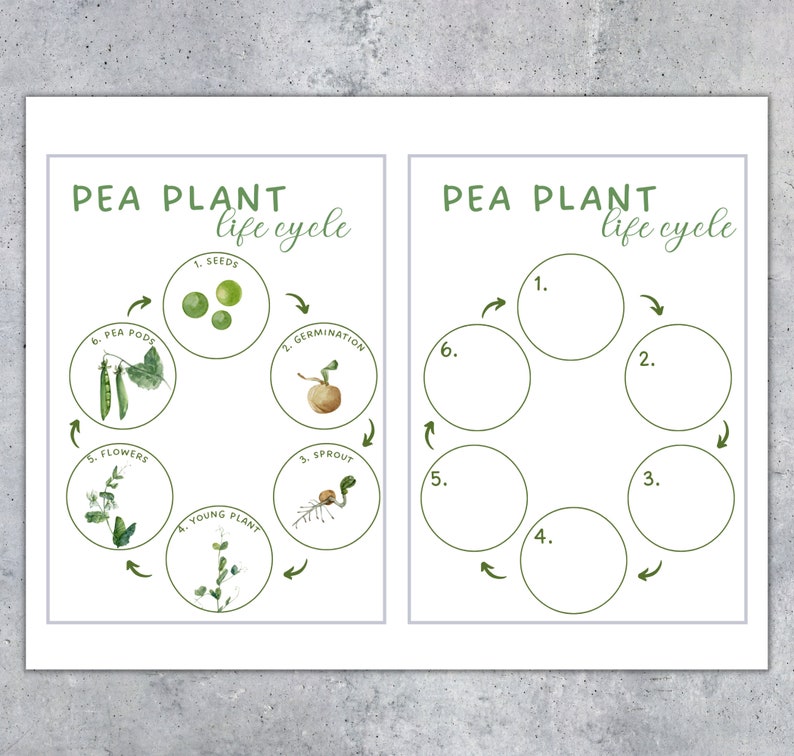 May include: Two white educational posters with the text "PEA PLANT life cycle". One poster illustrates the pea plant life cycle with labeled stages. The other poster has numbered circles for labeling the stages.