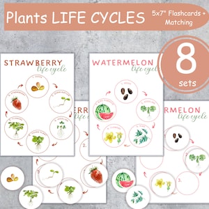 May include: Educational flashcards illustrating plant life cycles, including strawberries and watermelons. The cards are 5x7 inches and feature matching elements. The set includes 8 sets of cards, with colorful watercolor illustrations of seeds, seedlings, and fruits.