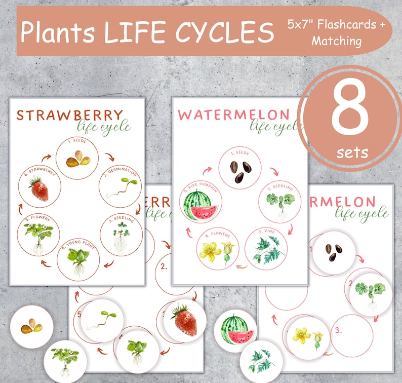 May include: Educational flashcards illustrating plant life cycles, including strawberries and watermelons. The cards are 5x7 inches and feature matching elements. The set includes 8 sets of cards, with colorful watercolor illustrations of seeds, seedlings, and fruits.