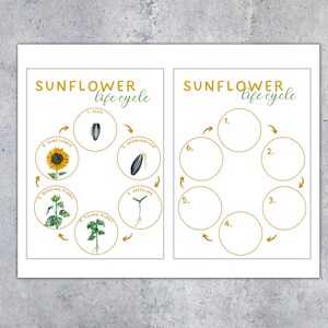 May include: Two white educational posters with the text "SUNFLOWER life cycle". One poster illustrates the sunflower life cycle stages with illustrations and labels. The other poster has blank circles for labeling.