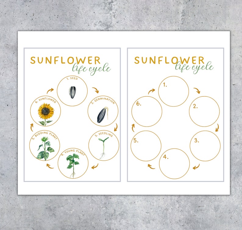 May include: Two white educational posters with the text "SUNFLOWER life cycle". One poster illustrates the sunflower life cycle stages with illustrations and labels. The other poster has blank circles for labeling.