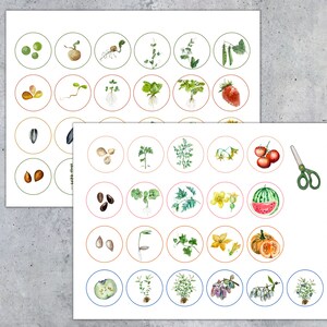 May include: Two sheets of paper with watercolor illustrations of plant life cycles. Each image is a circle with a different stage of growth, including seeds, sprouts, and mature plants. A pair of green scissors is also included.