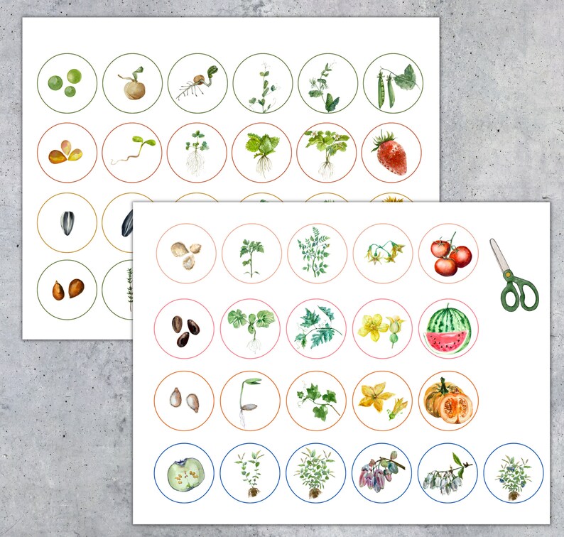 May include: Two sheets of paper with watercolor illustrations of plant life cycles. Each image is a circle with a different stage of growth, including seeds, sprouts, and mature plants. A pair of green scissors is also included.