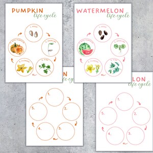 May include: Educational posters illustrating the life cycles of a pumpkin and a watermelon. Each poster shows the stages of growth, from seeds to ripe fruit, with labeled diagrams and the words "Pumpkin life cycle" and "Watermelon life cycle".