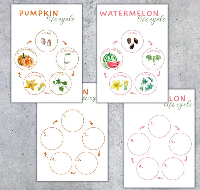 May include: Educational posters illustrating the life cycles of a pumpkin and a watermelon. Each poster shows the stages of growth, from seeds to ripe fruit, with labeled diagrams and the words "Pumpkin life cycle" and "Watermelon life cycle".