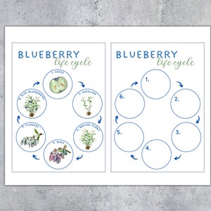 May include: Two educational posters with the text "BLUEBERRY life cycle". One poster illustrates the life cycle stages with watercolor illustrations of seeds, seedling, mature plant, buds, flowers, and ripe blueberries. The other poster is a blank template.