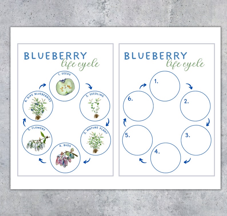 May include: Two educational posters with the text "BLUEBERRY life cycle". One poster illustrates the life cycle stages with watercolor illustrations of seeds, seedling, mature plant, buds, flowers, and ripe blueberries. The other poster is a blank template.