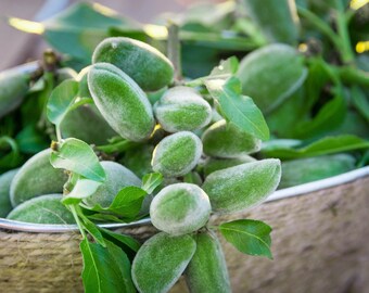 Organic Fresh Almond Fruit, Raw Green Almond, Unripe Fresh Almond Fruit,Picked from the Branch and Shipped upon Order,The Best Gardener Gift