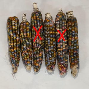 Könnte beinhalten: Sechs bunte Maiskolben, die eine Mischung aus Farben wie blaue, violette, gelbe und rote Körner zeigen. Der Mais ist auf einer weißen Oberfläche angeordnet, wobei die Blätter entfernt wurden, um die Körner freizulegen.