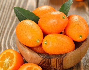 Organic Fresh Kumquat Fruit, Fresh Village Kumquat Fruit from Our Own Garden, Picked and Shipped to Order - Limited Stock - Golden Orange