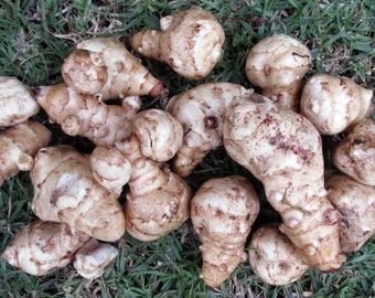 Organic Fresh Jerusalem Artichoke Vegetable, Fresh Village Jerusalem Artichoke from Our Own Garden,Picked and Shipped to Order-Limited Stock