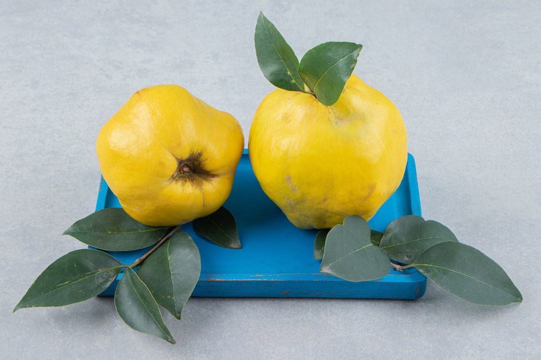 Organic Fresh Quince Fruit, Jumbo Size Quince, Ready to Eat, Natural and Fresh From Our Own