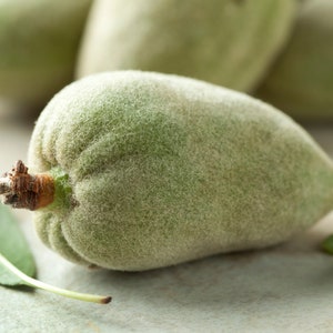 May include: Close-up of fresh, green almonds in their fuzzy husks. The almonds are oval-shaped with a light green color and a soft, velvety texture. A few green leaves are also visible, suggesting a natural, organic theme.
