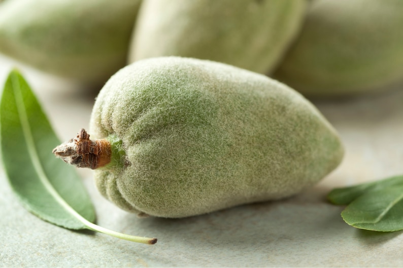 May include: Close-up of fresh, green almonds in their fuzzy husks. The almonds are oval-shaped with a light green color and a soft, velvety texture. A few green leaves are also visible, suggesting a natural, organic theme.