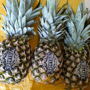 Organic Fresh Pineapple Fruit, Pineapple Fruit Picked from the Branch, Picked from the Branch and Shipped upon Order from Our Own Garden