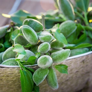 May include: A metal bucket filled with fresh, green almonds and leaves. The almonds have a fuzzy texture and are surrounded by vibrant green leaves. The bucket is wrapped in twine, suggesting a rustic, natural theme.