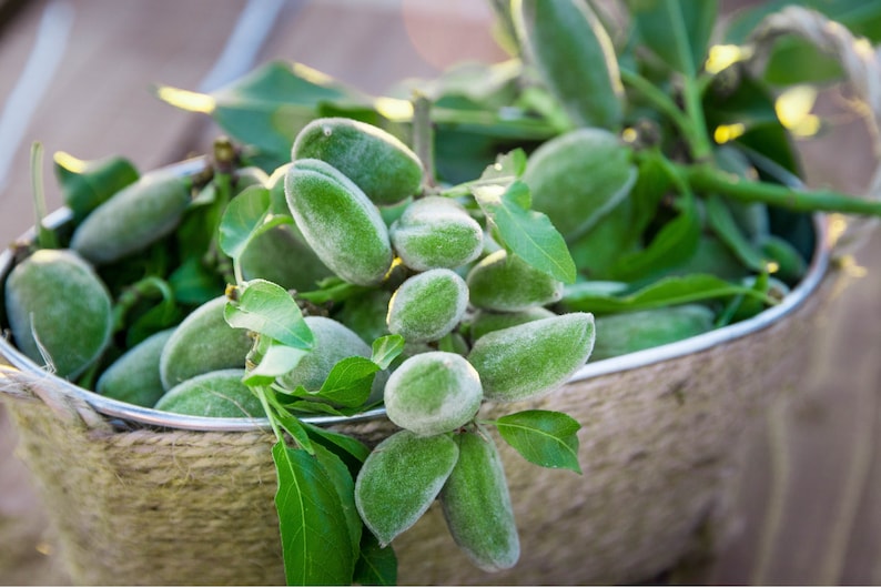 May include: A metal bucket filled with fresh, green almonds and leaves. The almonds have a fuzzy texture and are surrounded by vibrant green leaves. The bucket is wrapped in twine, suggesting a rustic, natural theme.