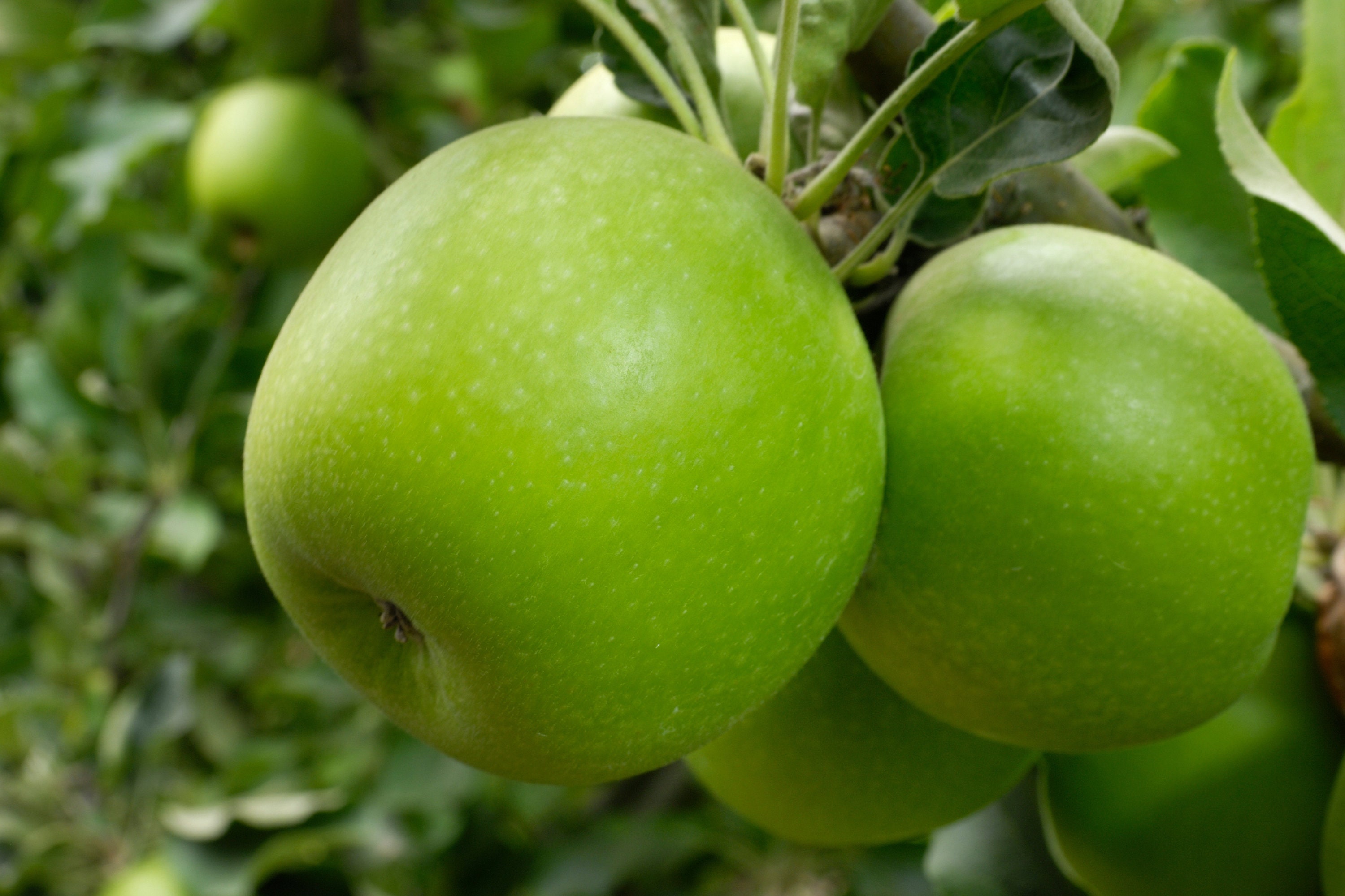 Frische grüne Apfelfrüchte, frischer Grandma Smith Apfel aus eigenem  Garten, gepflückt und auf Bestellung versendet - Jumbo-Größe - begrenzte  Lagerbestände - Etsy Österreich, image size:3000x2000