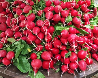 Organic Fresh Red Mini Radish Vegetable, Fresh Village Hazelnut Radish from Our Own Garden, Picked and Shipped to Order - Limited Stock
