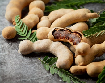 Organic Fresh Tamarind Fruit, Tamarind Fruit Picked from the Branch, Picked from the Branch and Sent to Order from Our Own Garden