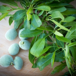 May include: Close-up of fresh green almonds and vibrant green leaves on a branch. The almonds are clustered together, and the leaves are long and slender. The image is set against a light brown wooden surface.