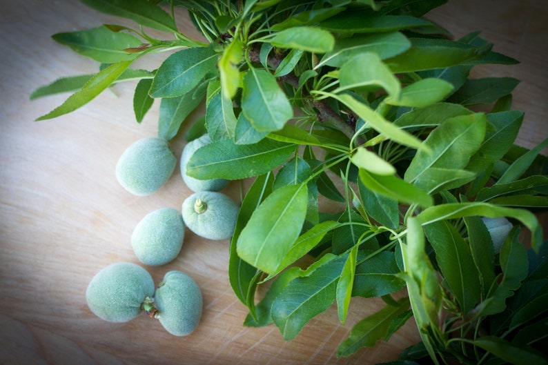 May include: Close-up of fresh green almonds and vibrant green leaves on a branch. The almonds are clustered together, and the leaves are long and slender. The image is set against a light brown wooden surface.