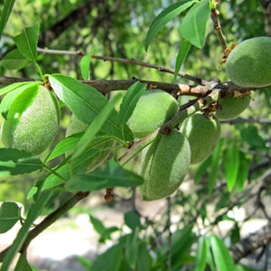 May include: Close-up of a tree branch with several green, unripe almonds. The almonds are oval-shaped and covered in a fuzzy texture. Bright green leaves surround the almonds, with a blurred background of more foliage.