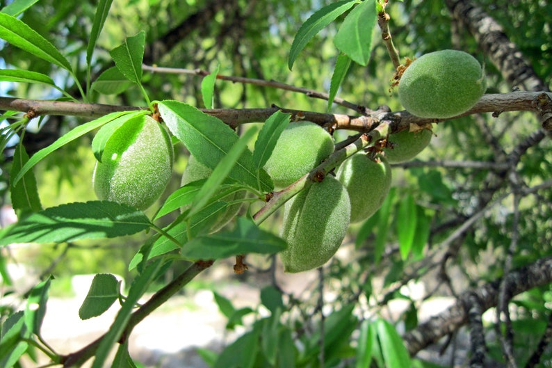 May include: Close-up of a tree branch with several green, unripe almonds. The almonds are oval-shaped and covered in a fuzzy texture. Bright green leaves surround the almonds, with a blurred background of more foliage.
