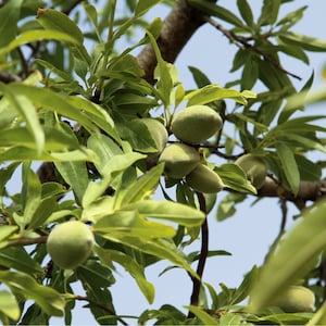May include: Close-up of an almond tree branch with green almonds and leaves. The almonds are oval-shaped and clustered together. The leaves are a vibrant green color, and the background is a clear blue sky.