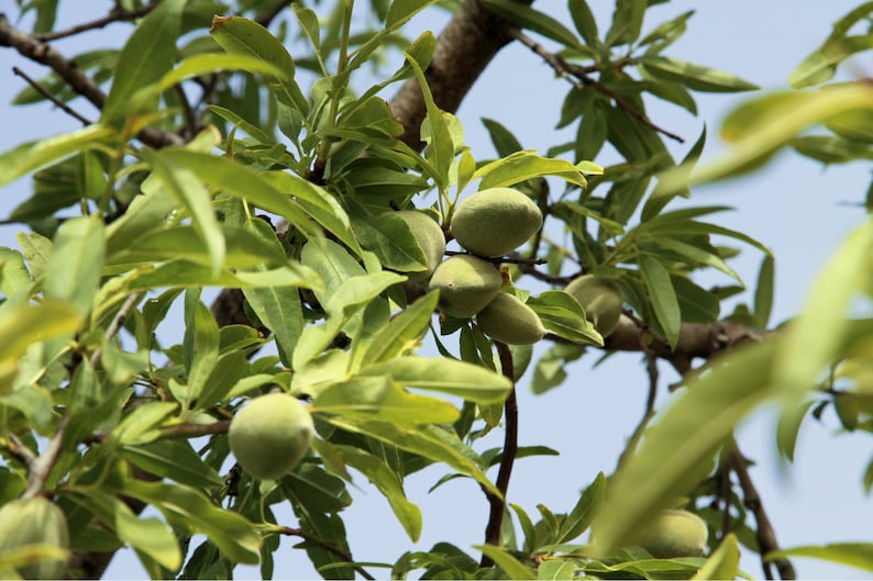 May include: Close-up of an almond tree branch with green almonds and leaves. The almonds are oval-shaped and clustered together. The leaves are a vibrant green color, and the background is a clear blue sky.