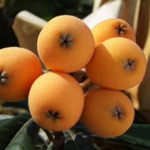 Ciruela maltesa fresca orgánica, Eriobotrya japonica, ciruela maltesa - níspero, recolectada de la rama y enviada bajo pedido - 2026