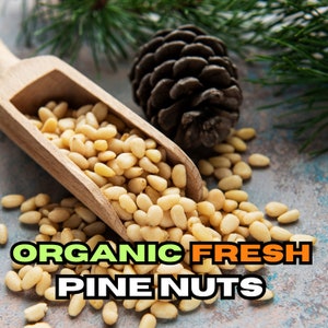 Organic Fresh Pine Nuts, Pure Pine Nuts, Village Product Authentic Spices, Traditional and Gourmet Flavor Fresh Pine Nuts - Best Quality