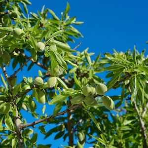 May include: Close-up of an almond tree branch with green almonds and leaves against a bright blue sky. The image highlights the fresh, vibrant green of the almonds and foliage, showcasing the natural beauty of the tree.