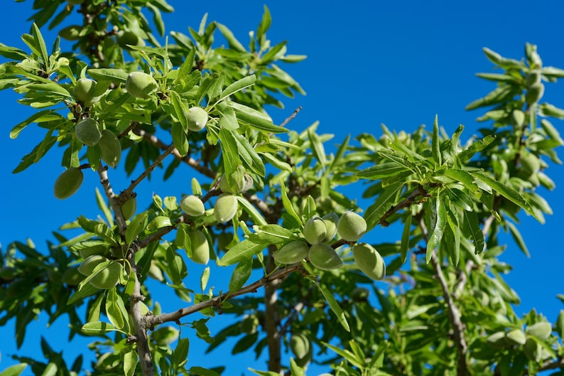 May include: Close-up of an almond tree branch with green almonds and leaves against a bright blue sky. The image highlights the fresh, vibrant green of the almonds and foliage, showcasing the natural beauty of the tree.