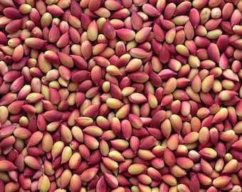 Raw Pistachios, Unroasted Pistachios, Traditional Products, Natural Freshly Harvested Pistachios, Shipped As They Are Picked From The Branch