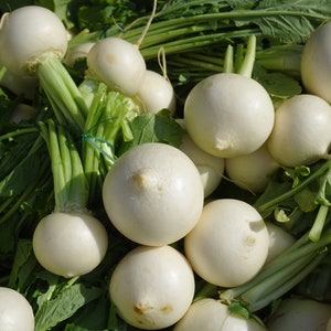 Organic Fresh White Radish Vegetable, Fresh Village White Radish from Our Own Garden, Picked and Shipped to Order - Limited Stock