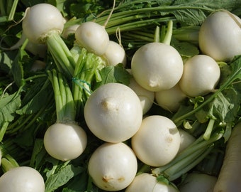 Organic Fresh White Radish Vegetable, Fresh Village White Radish from Our Own Garden, Picked and Shipped to Order - Limited Stock