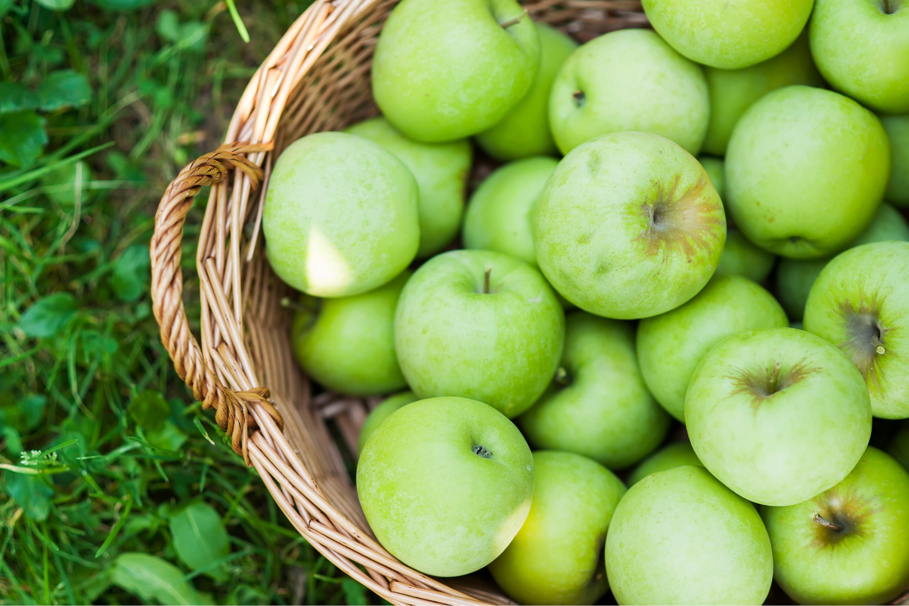 Frische grüne Apfelfrüchte, frischer Grandma Smith Apfel aus eigenem  Garten, gepflückt und auf Bestellung versendet - Jumbo-Größe - begrenzte  Lagerbestände - Etsy Österreich, image size:3000x2000