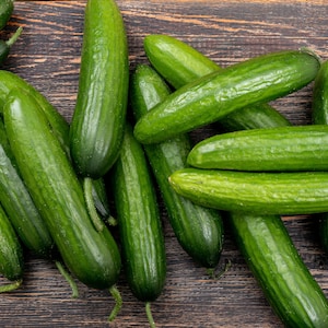 Organic Fresh Cucumber, Cucumber Fruit Picked from the Branch, Picked to Order from Our Own Garden and Shipped Fresh - Best Quality